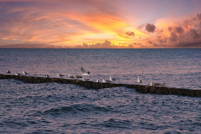 Seagulls on a groyne on the Baltic Sea. by Martin Köbsch