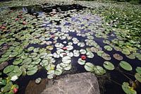 Vijver met waterlelies