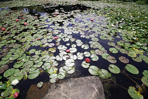 Vijver met waterlelies