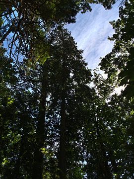 Forêt pluviale tempérée sur Timon Schneider