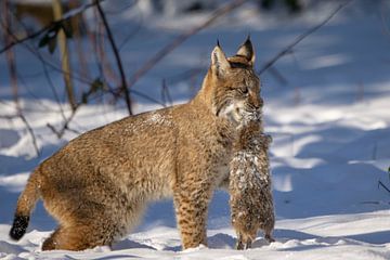 Lynx avec une proie dans la neige