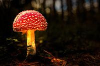 Fly agaric