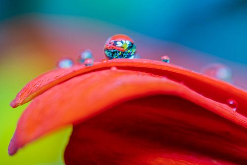 Blad van een bloem met daarop een druppel
