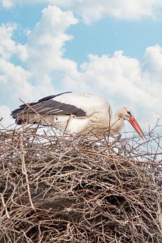 Ein Storch steht im Nest, blauer Himmel mit weißen Wolken im Hintergrund.Grußkarte, Geburtsanzeigeka