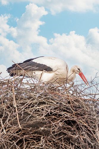 A stork is standing in the nest, blue sky with white clouds in the background.Greeting card, birth a