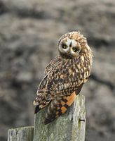 Short-eared owl turns its head 180 degrees upside down.