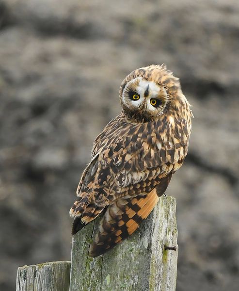 Short-eared owl turns its head 180 degrees upside down. by Zeno Swijtink