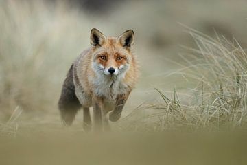 Fuchs in den Dünen von Menno Schaefer