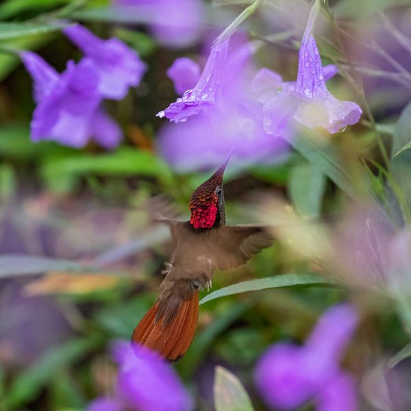 Colibri musqué par gea strucks