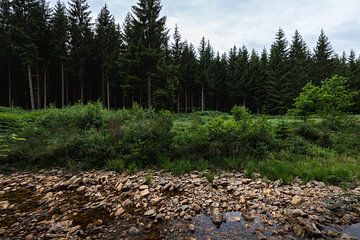 Forêt de conifères dans les Ardennes sur OCEANVOLTA