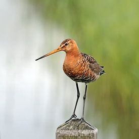 Black-tailed godwit guarding the area by Ronald Smits