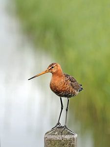 Black-tailed godwit guarding the area
