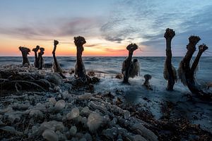 Frozen Willows van Arnoud van de Weerd