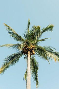 Palmboom in Mexico - Strand - Zon - Stille Oceaan van Franci Leoncio