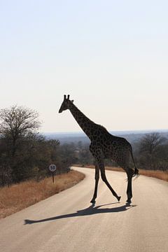 Giraffe met schaduw in 50 km zone by Irene de Moree