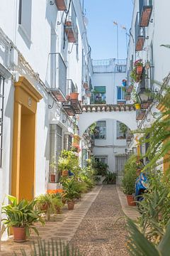 small narrow spanish street with white houses and flowers at the walls