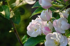 bloemen by Fred van den Brink