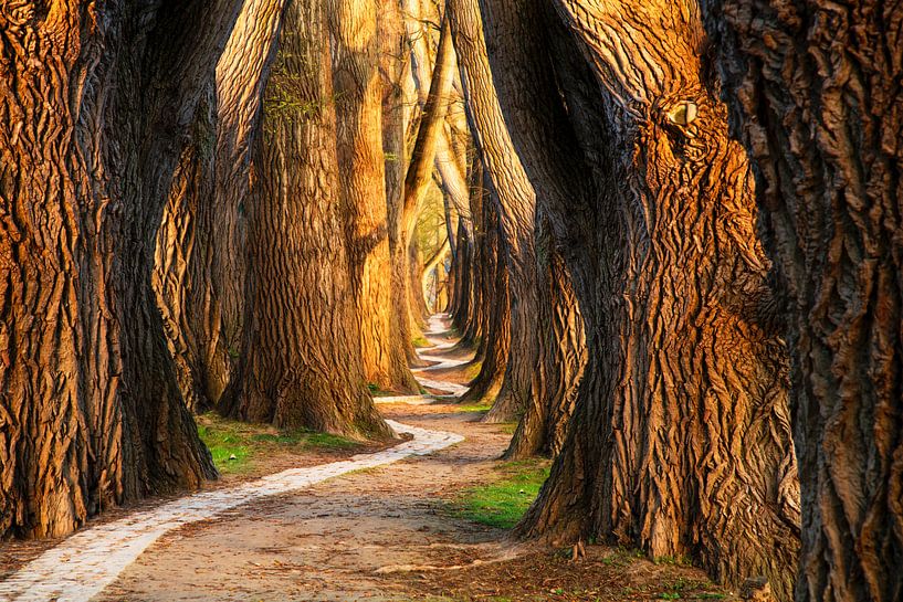 Protections en bois par Lars van de Goor