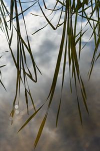 Spiegelung von Schilfblättern und Wolken im ruhigen Wasser