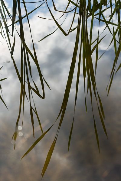 Spiegelung von Schilfblättern und Wolken im ruhigen Wasser von Adriana Müller