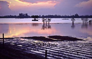 Overstroomde rijstvelden bij zonsopgang in de Mekongdelta