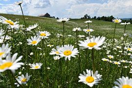Gänseblümchen in einem blühenden Feld von Claude Laprise