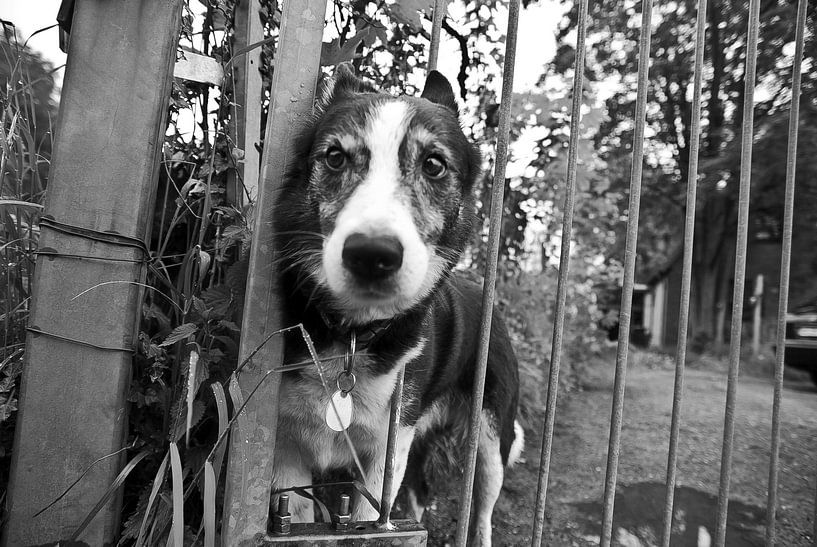 Behind the Fence by Norbert Sülzner