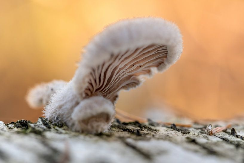 Paddenstiel 02 by Moetwil en van Dijk - Fotografie