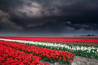 Dramatic stormy sky over tulip field par Olha Rohulya Aperçu