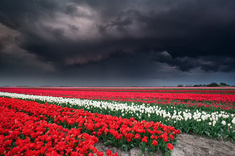 Dramatic stormy sky over tulip field van Olha Rohulya