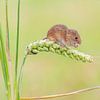 Dwergmuis in graan van Rene van Dam