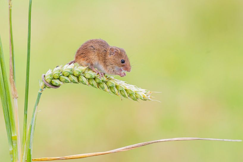 Souris naine dans les céréales par Rene van Dam