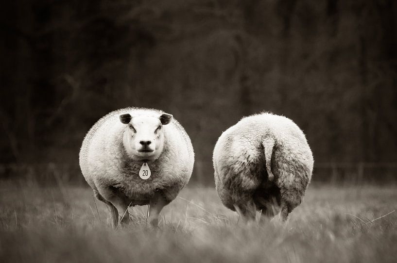 Voor of achter? by Ralph Hamberg