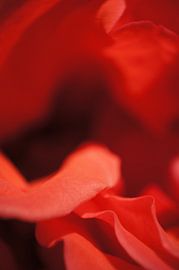 Rose II von Tina Hartung