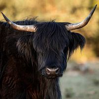 Mooie Zwarte hooglander