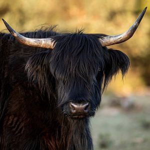 Schöner schwarzer Highlander