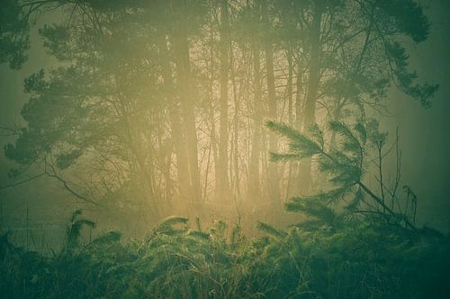 Maashorst in Schaijk.