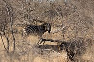 Zebra in Zuid-Afrika van Eveline van Beusichem thumbnail