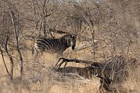 Zebra in Zuid-Afrika