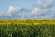 Bleu, jaune et vert (2). par Bas Smit Aperçu