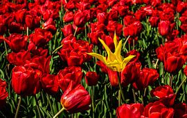 Stand alone by Jan Peter Nagel