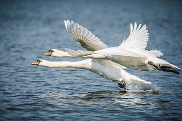 Swans take off by Caroline Pleysier