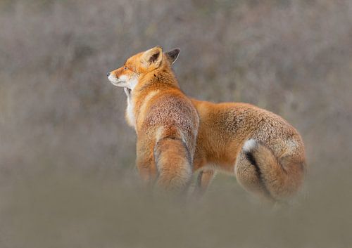 Love foxes