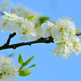 Plum tree blossom branch by Hilde Remerie Photography and digital art