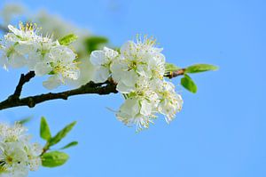 Pflaumenbaumblütenzweig
