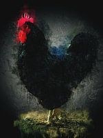 Coq noir