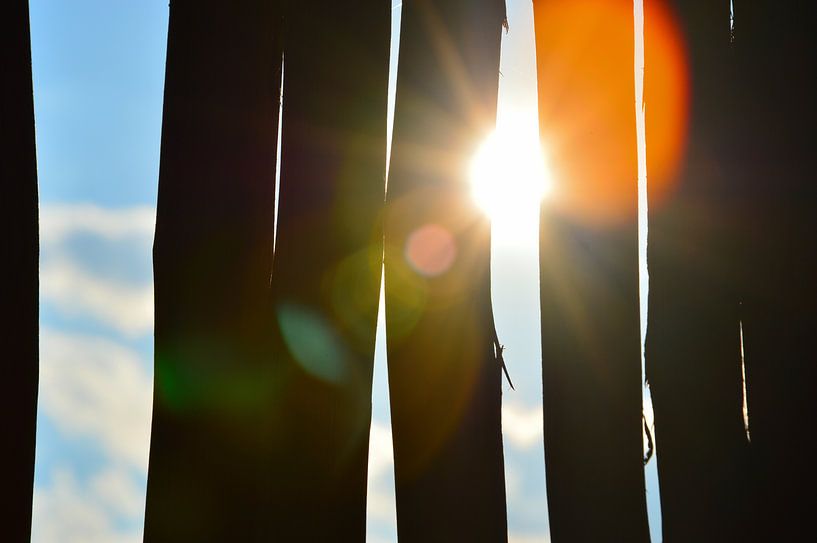 Sun through wood by Dustin Musch