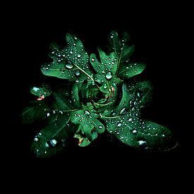 Evgeniya Wesseling photo de profil