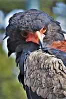 Kleurrijke Roofvogel