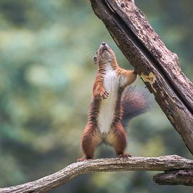 Eichhörnchen von Andy van der Steen - Fotografie